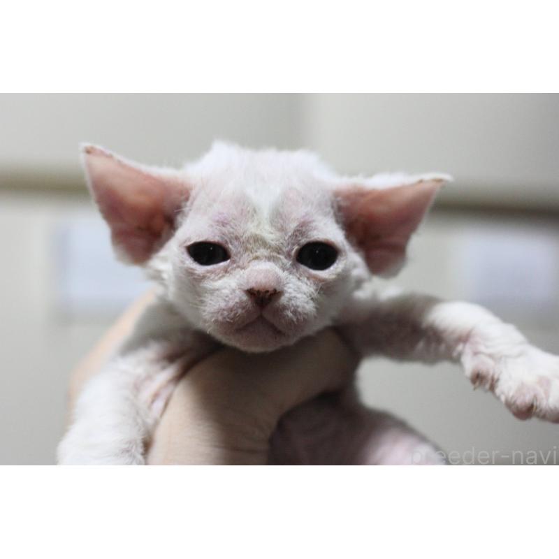 販売中の福岡県のデボンレックス-136056の1枚目