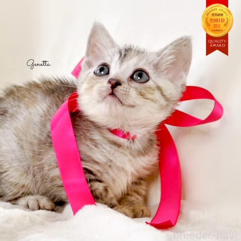 販売中の栃木県のジェネッタ-136058の1枚目