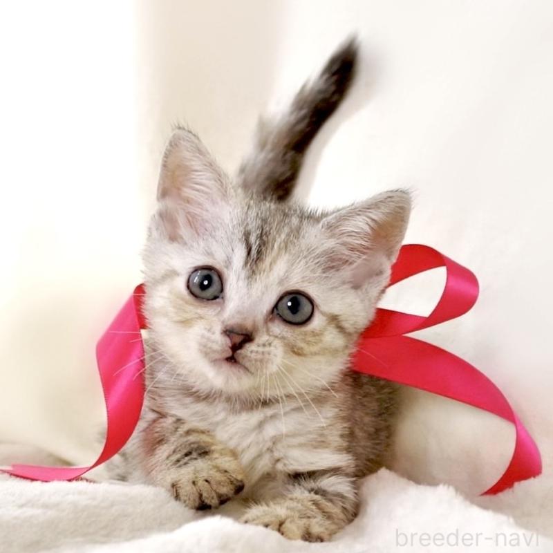 販売中の栃木県のジェネッタ-136058の10枚目