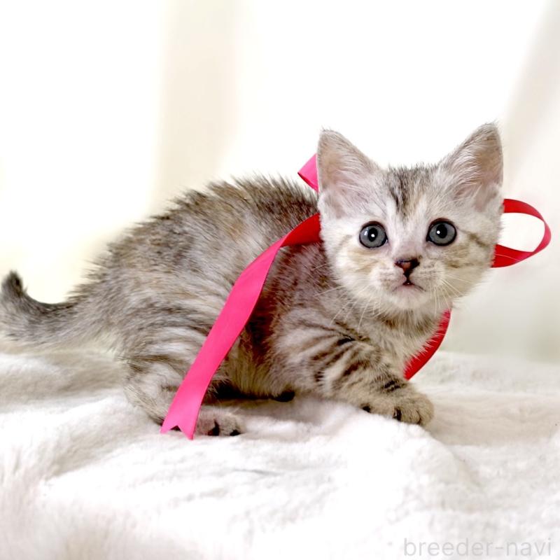 販売中の栃木県のジェネッタ-136058の9枚目