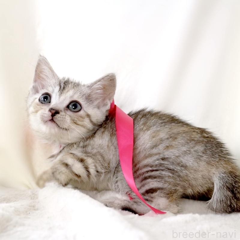 販売中の栃木県のジェネッタ-136058の8枚目