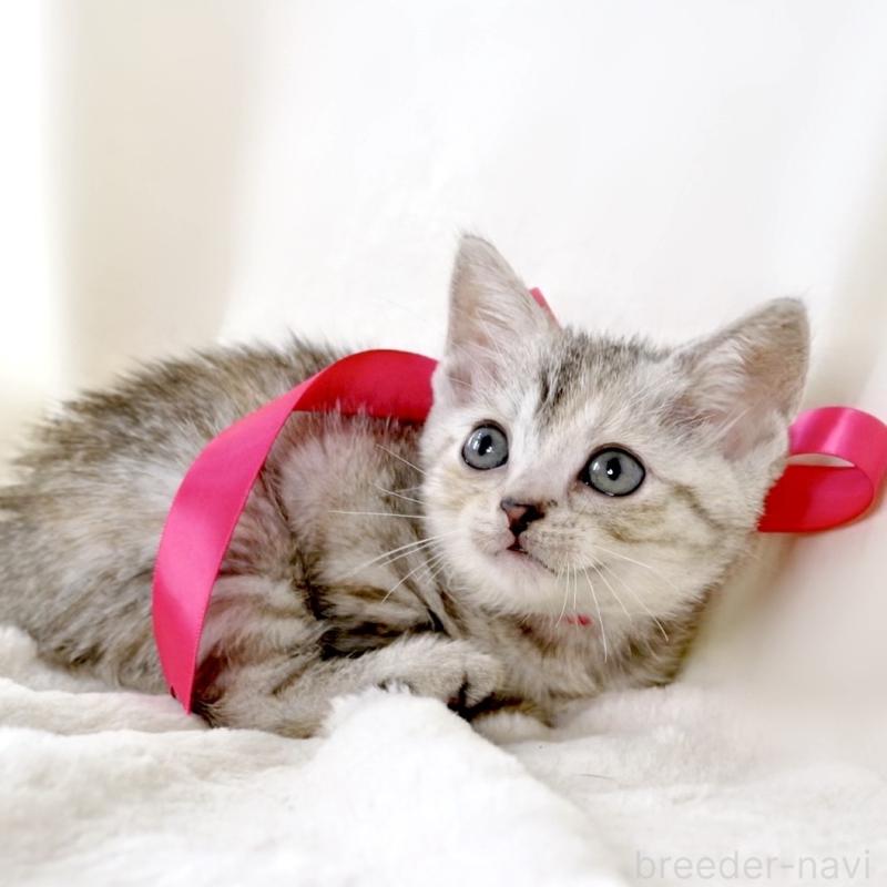 販売中の栃木県のジェネッタ-136058の7枚目