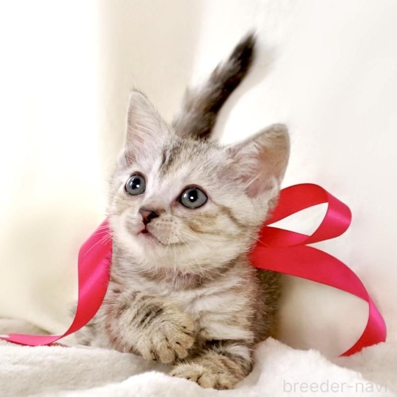 販売中の栃木県のジェネッタ-136058の6枚目