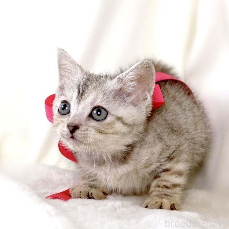 販売中の栃木県のジェネッタ-136058の5枚目