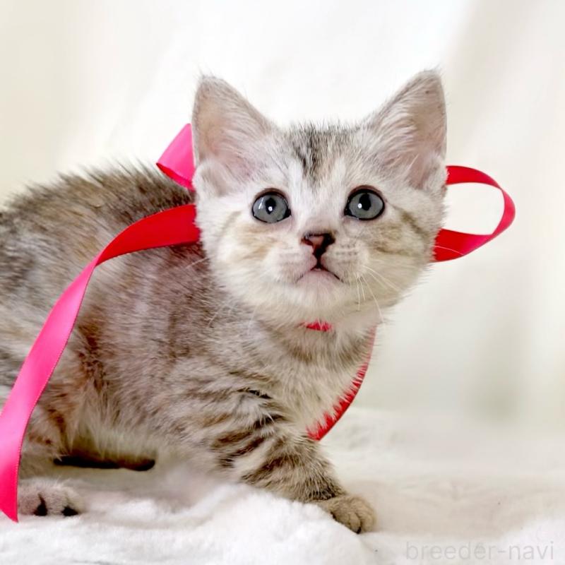 販売中の栃木県のジェネッタ-136058の4枚目