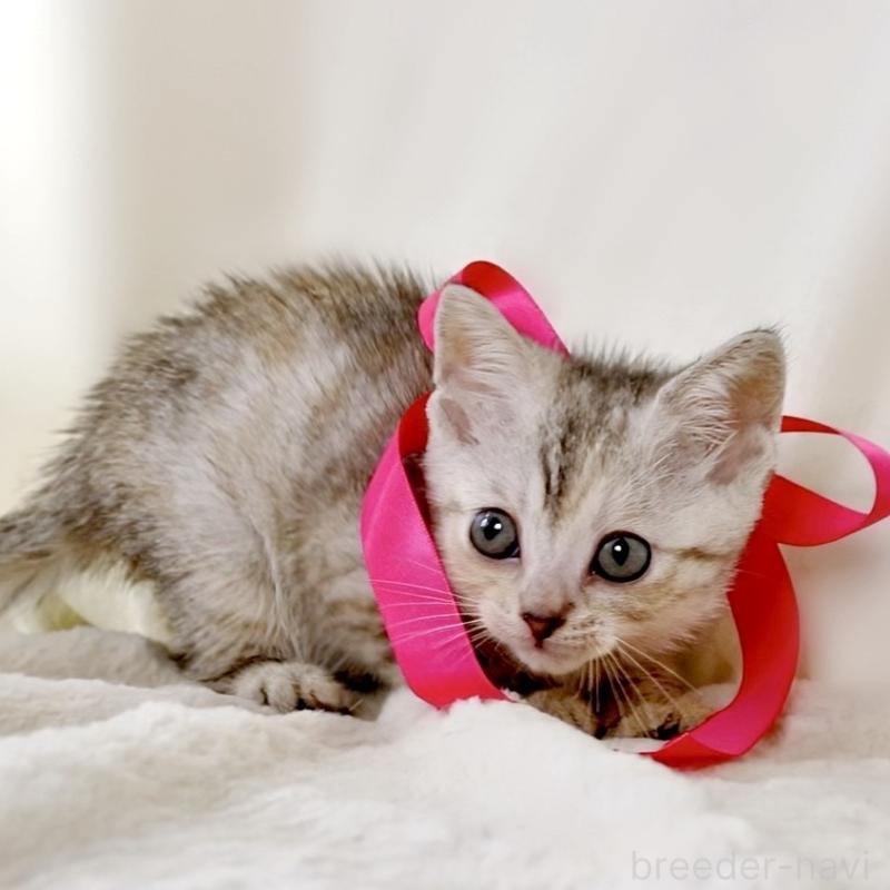 販売中の栃木県のジェネッタ-136058の3枚目