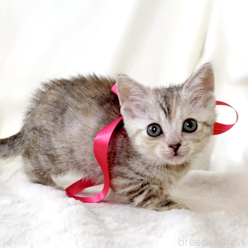 販売中の栃木県のジェネッタ-136058の2枚目