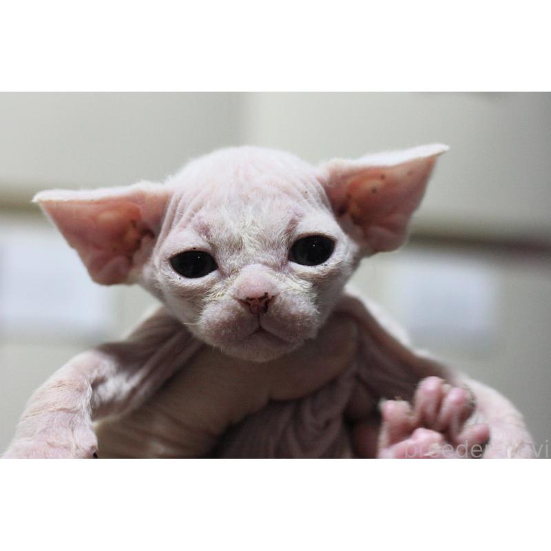 販売中の福岡県のデボンレックス-136057