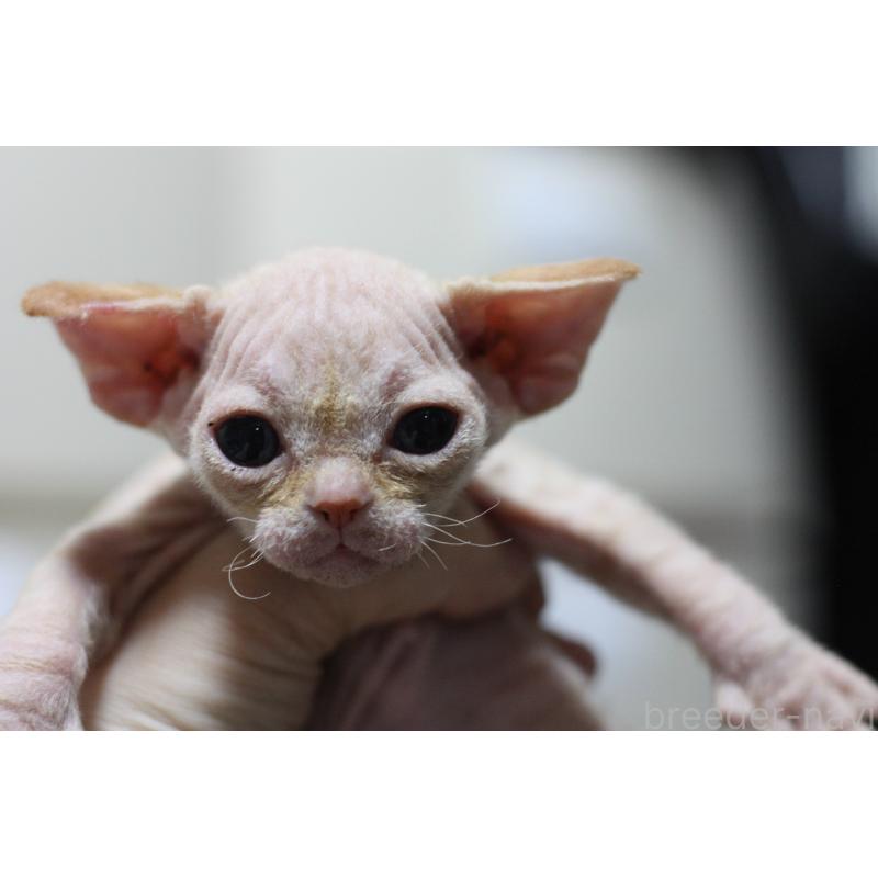 販売中の福岡県のデボンレックス-136059