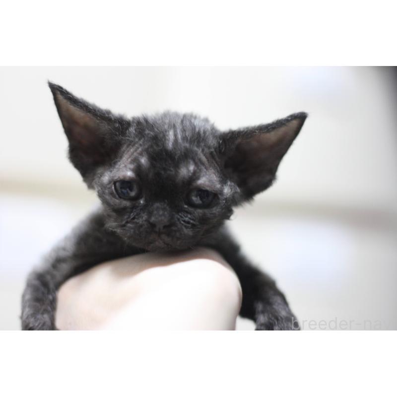 商談中の福岡県のデボンレックス-136060の1枚目