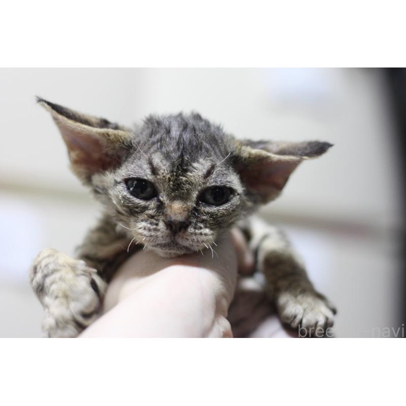 販売中の福岡県のデボンレックス-136061の1枚目