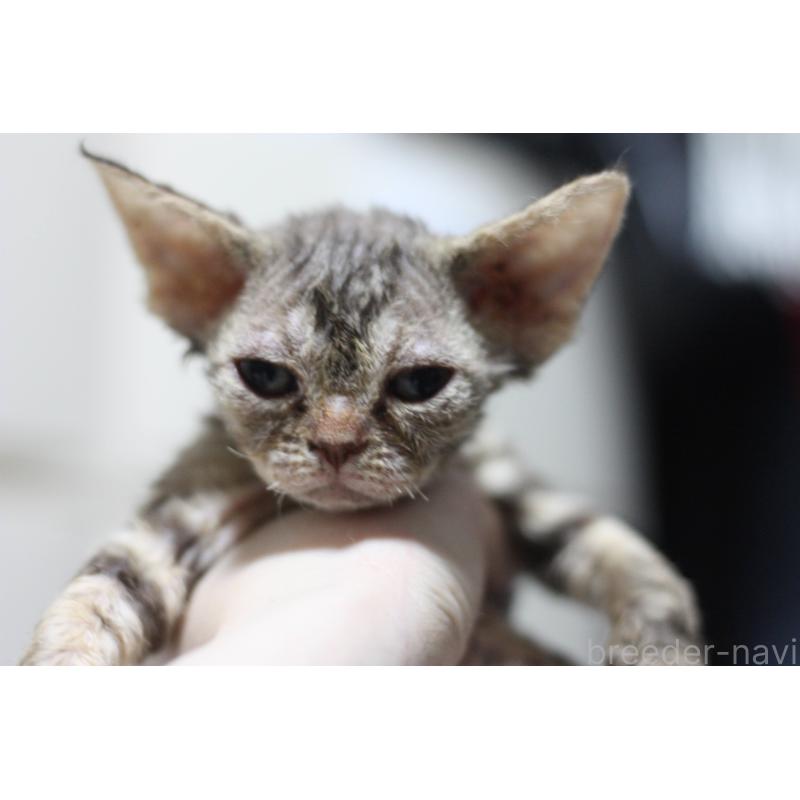 販売中の福岡県のデボンレックス-136062