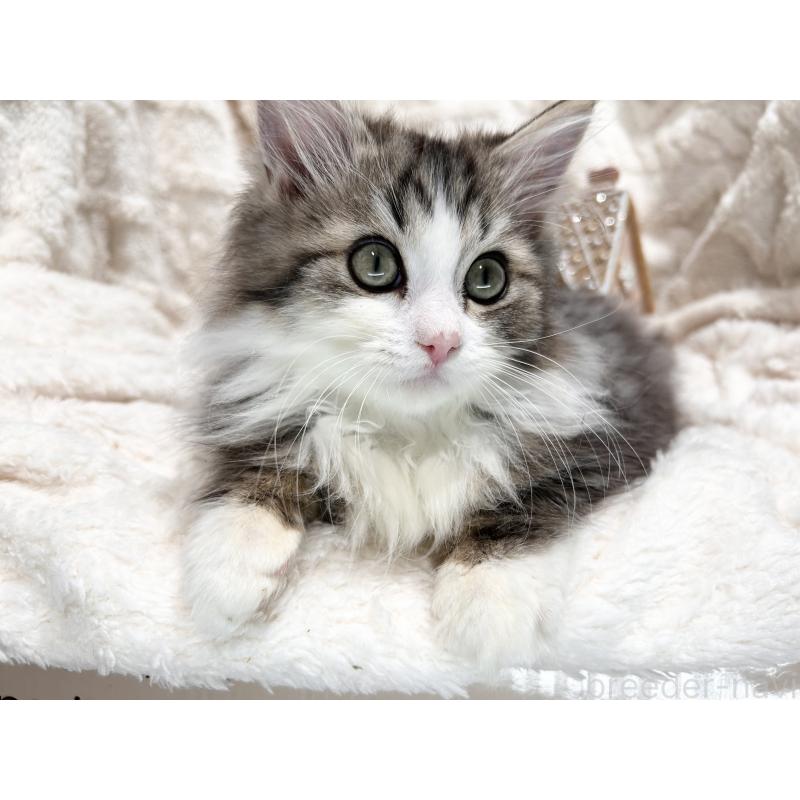 販売中の三重県のサイベリアン-136063の6枚目