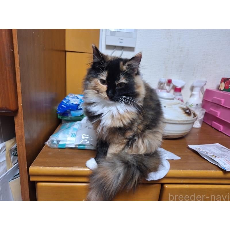 販売中の京都府のメインクーン-128291の9枚目