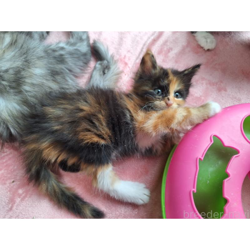 販売中の京都府のメインクーン-136066の4枚目