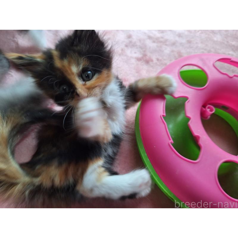 販売中の京都府のメインクーン-136066の3枚目