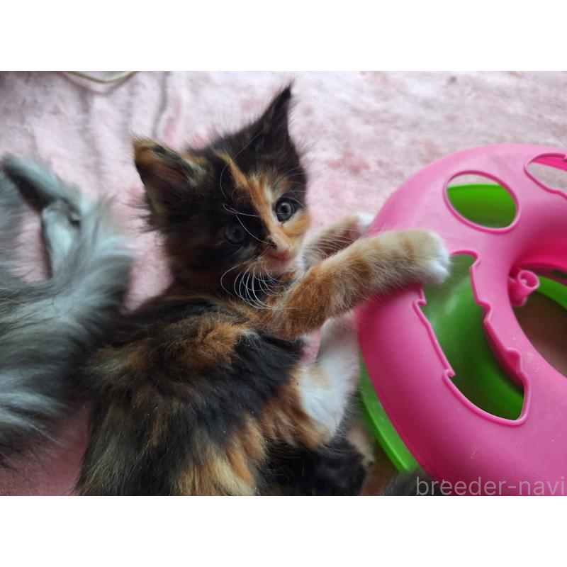 販売中の京都府のメインクーン-136066の2枚目