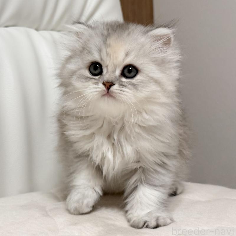 販売中の福岡県のスコティッシュフォールド-135233の13枚目