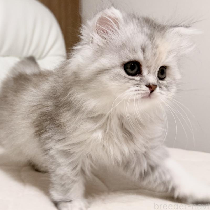 販売中の福岡県のスコティッシュフォールド-135233の12枚目