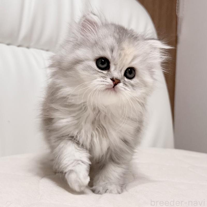 販売中の福岡県のスコティッシュフォールド-135233の11枚目