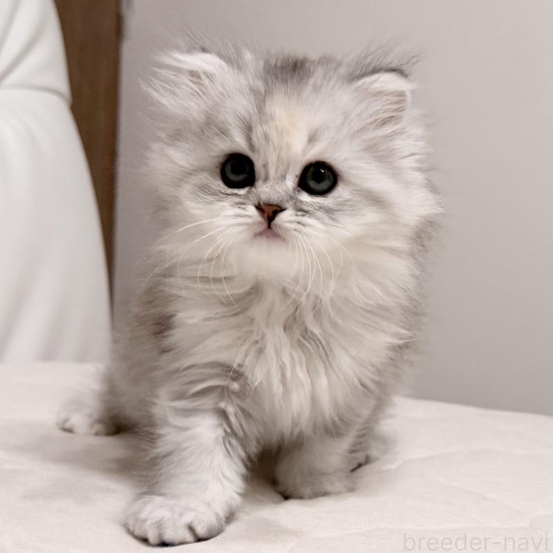 販売中の福岡県のスコティッシュフォールド-135233の10枚目