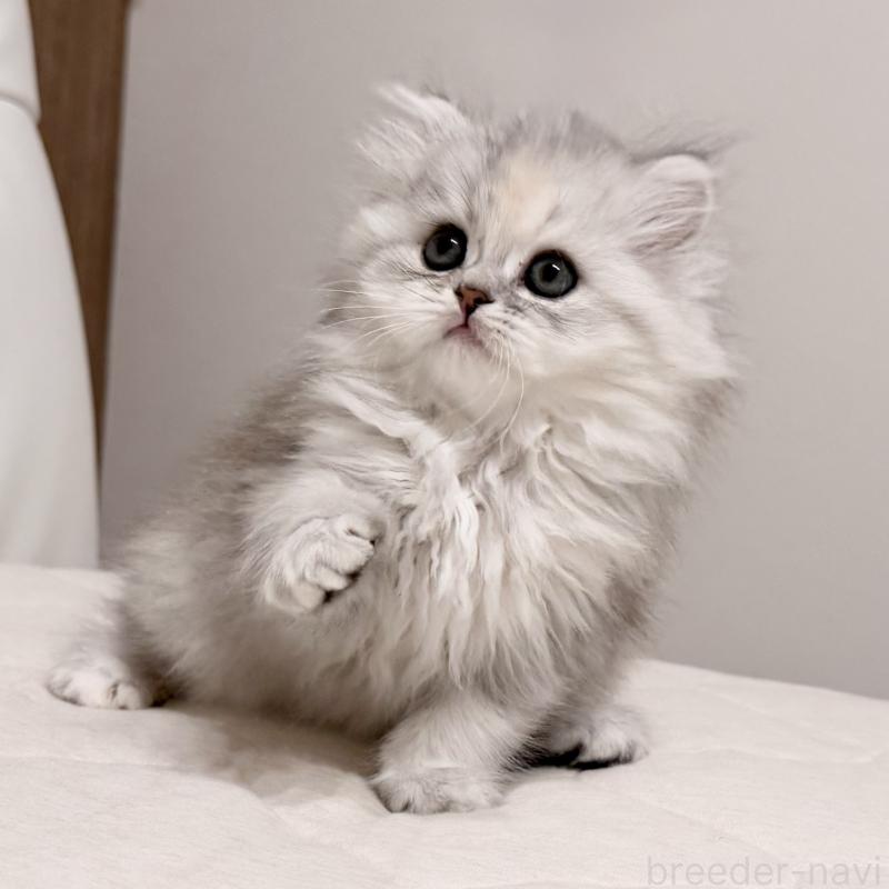 販売中の福岡県のスコティッシュフォールド-135233の9枚目