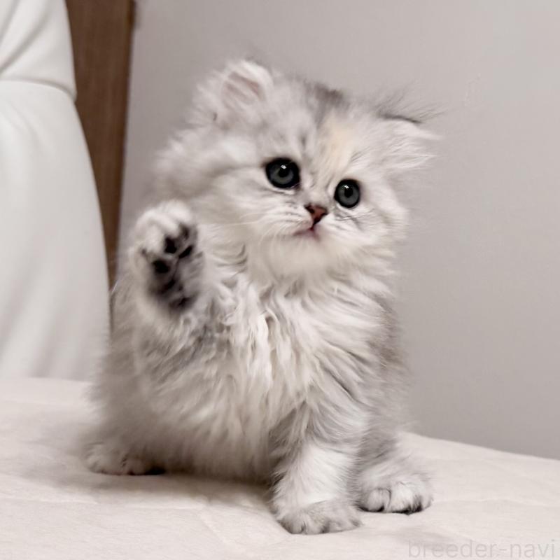 販売中の福岡県のスコティッシュフォールド-135233の8枚目