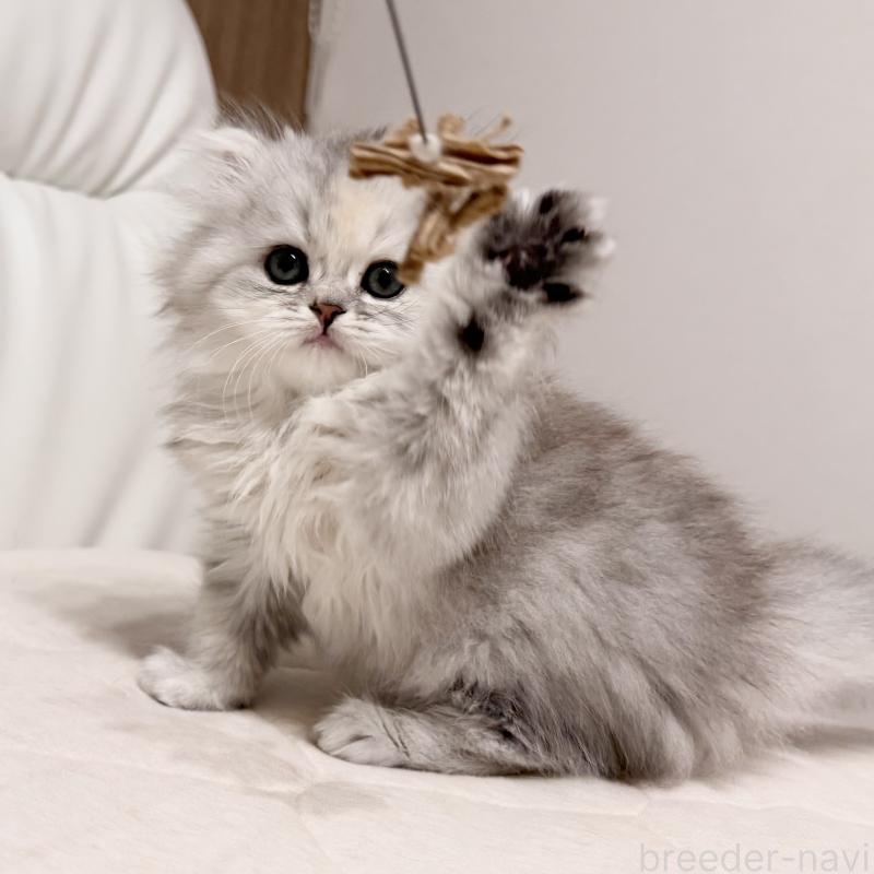 販売中の福岡県のスコティッシュフォールド-135233の7枚目