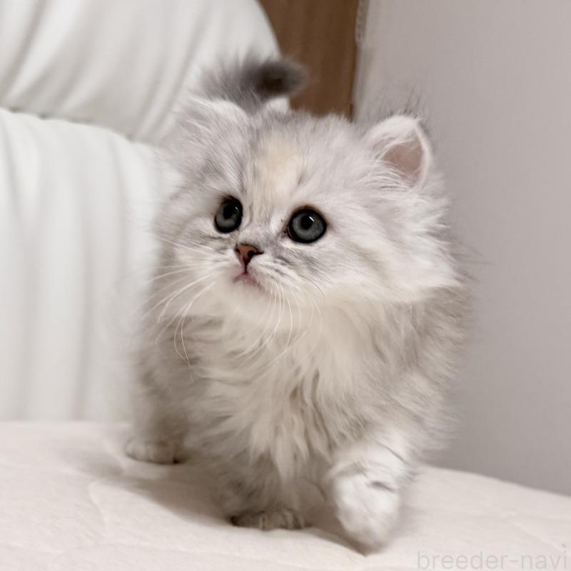 販売中の福岡県のスコティッシュフォールド-135233の6枚目