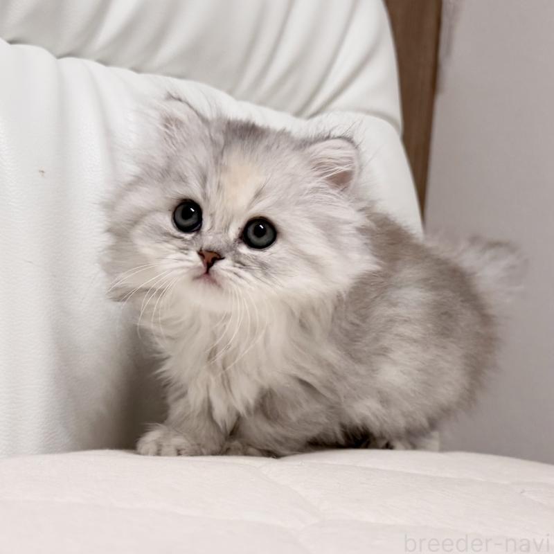 販売中の福岡県のスコティッシュフォールド-135233の5枚目