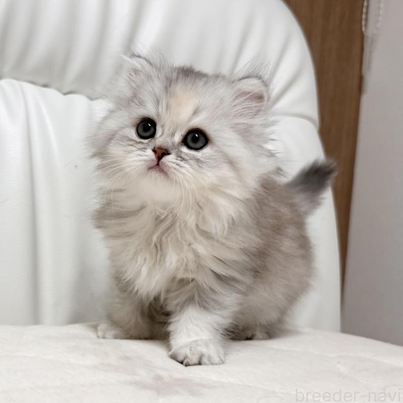 販売中の福岡県のスコティッシュフォールド-135233の4枚目