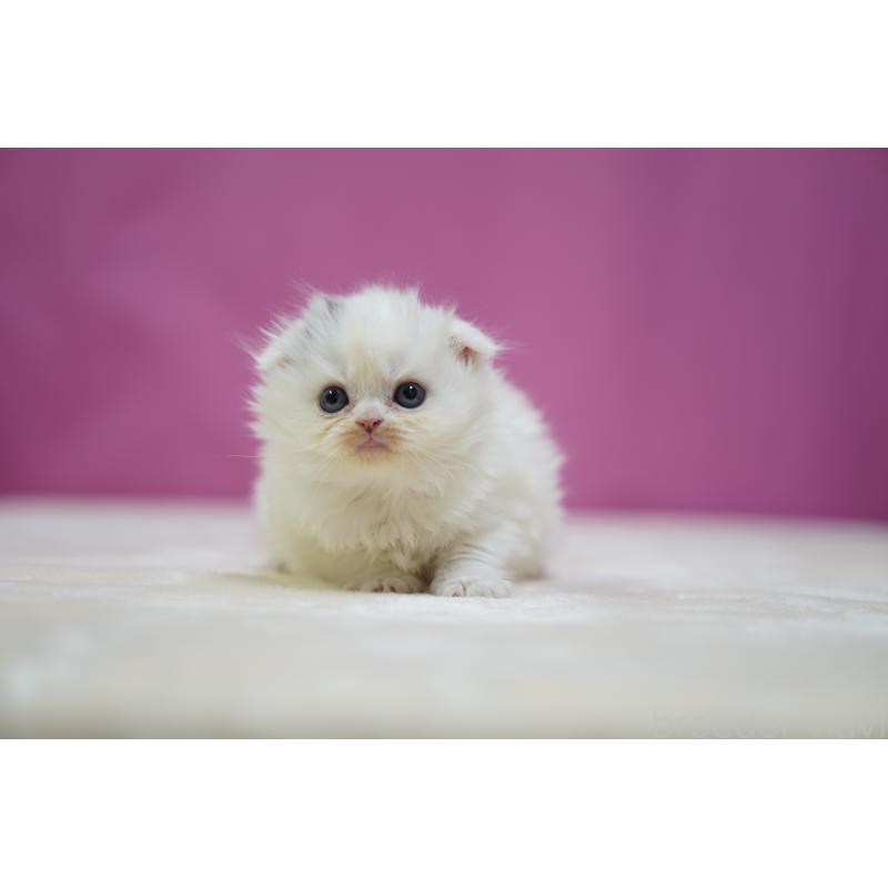 販売中の埼玉県のスコティッシュフォールド(折れ耳)-136064の6枚目