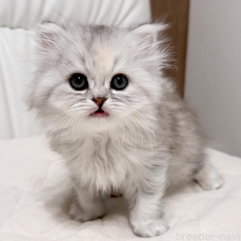 販売中の福岡県のスコティッシュフォールド-135233の3枚目