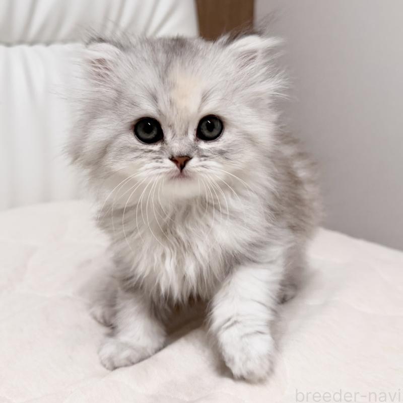 販売中の福岡県のスコティッシュフォールド-135233の2枚目