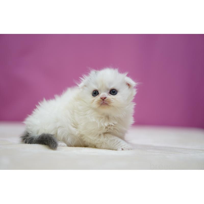 販売中の埼玉県のスコティッシュフォールド(折れ耳)-136064の4枚目