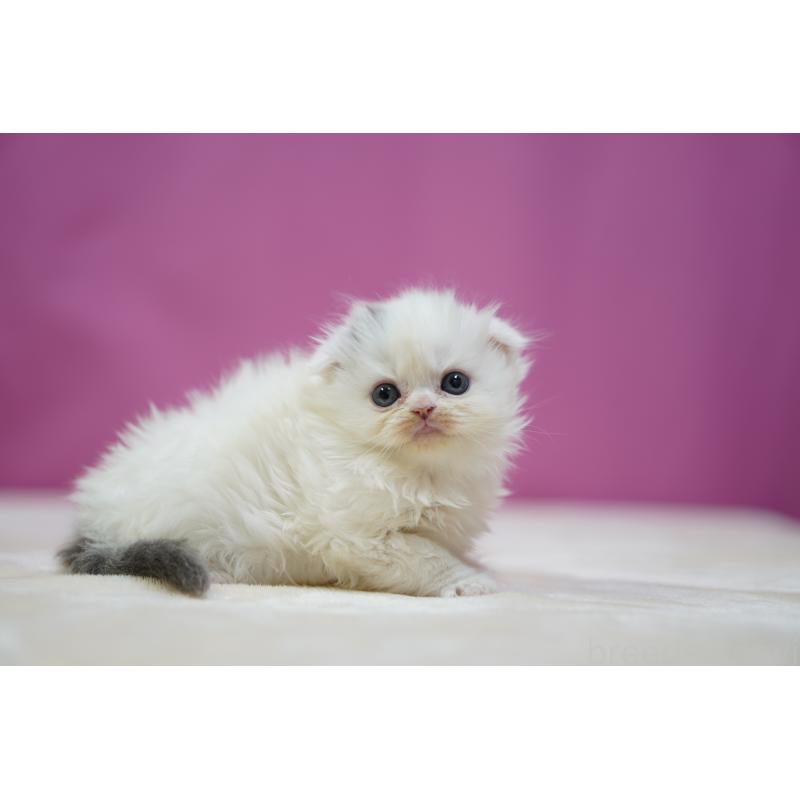 販売中の埼玉県のスコティッシュフォールド(折れ耳)-136064の3枚目