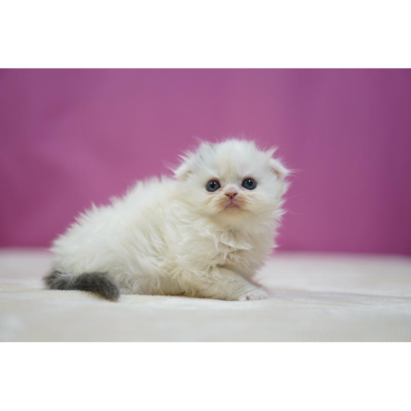 販売中の埼玉県のスコティッシュフォールド(折れ耳)-136064の2枚目