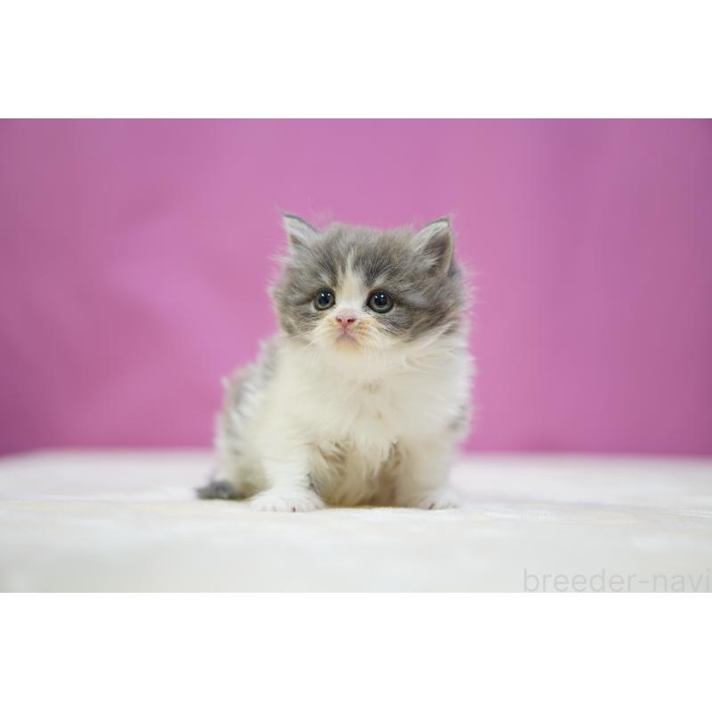 販売中の埼玉県のスコティッシュストレート-136065の6枚目