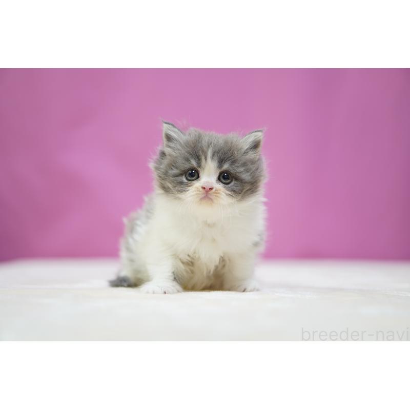 販売中の埼玉県のスコティッシュストレート-136065の5枚目