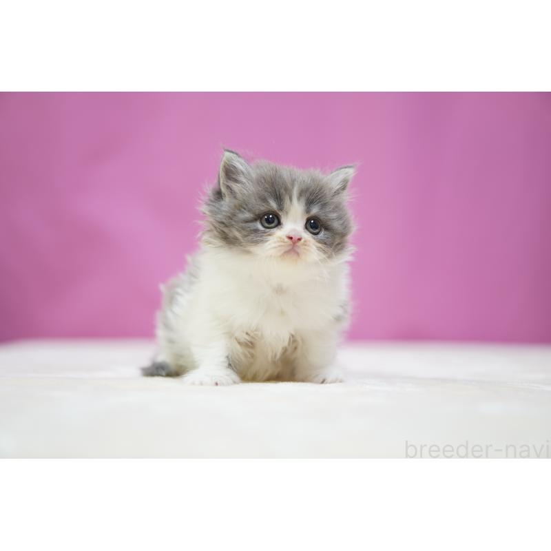 販売中の埼玉県のスコティッシュストレート-136065の4枚目