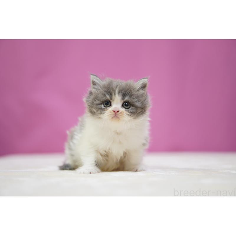 販売中の埼玉県のスコティッシュストレート-136065の3枚目