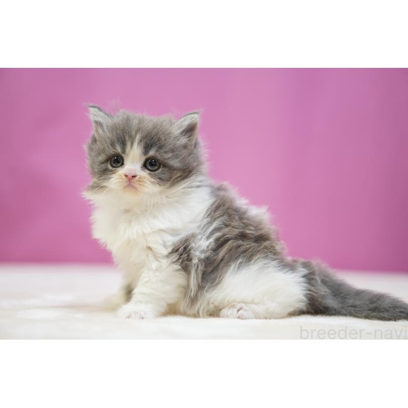 販売中の埼玉県のスコティッシュストレート-136065の2枚目