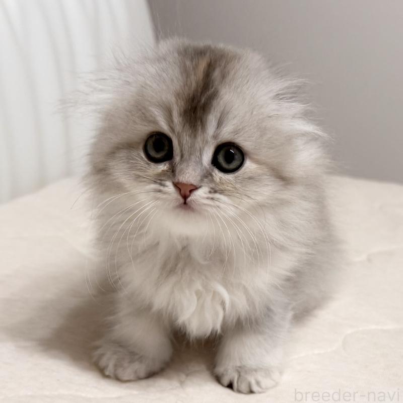 販売中の福岡県のスコティッシュフォールド(折れ耳)-135235