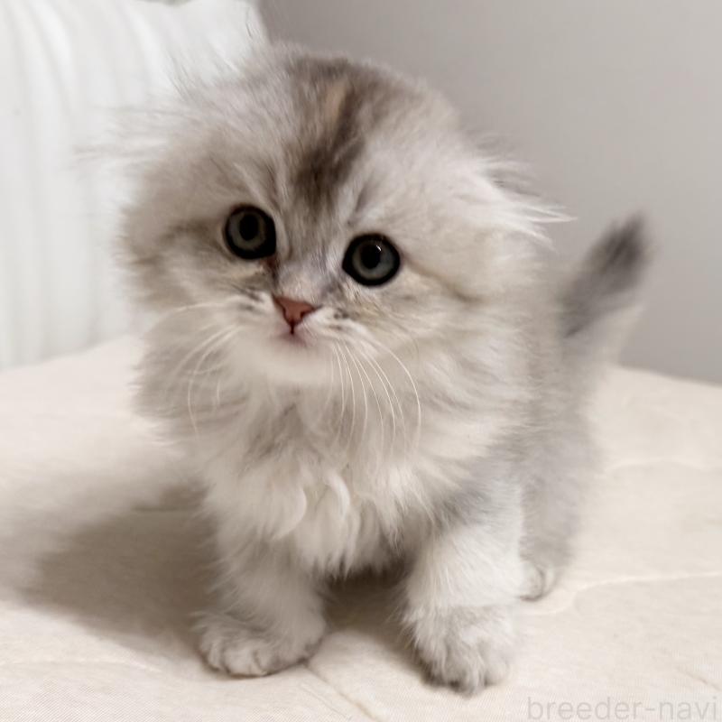 販売中の福岡県のスコティッシュフォールド(折れ耳)-135235の11枚目