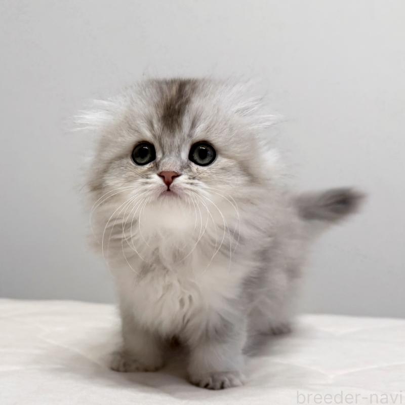 販売中の福岡県のスコティッシュフォールド(折れ耳)-135235の10枚目