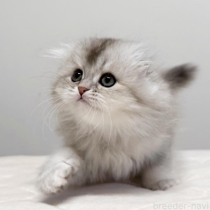 販売中の福岡県のスコティッシュフォールド(折れ耳)-135235の8枚目