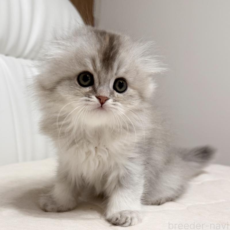 販売中の福岡県のスコティッシュフォールド(折れ耳)-135235の6枚目