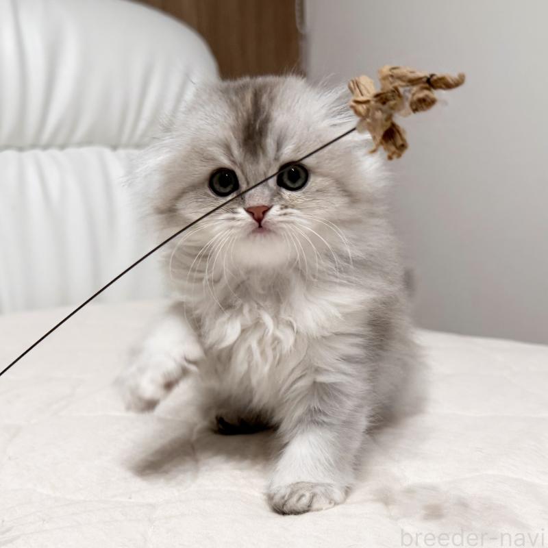 販売中の福岡県のスコティッシュフォールド(折れ耳)-135235の5枚目