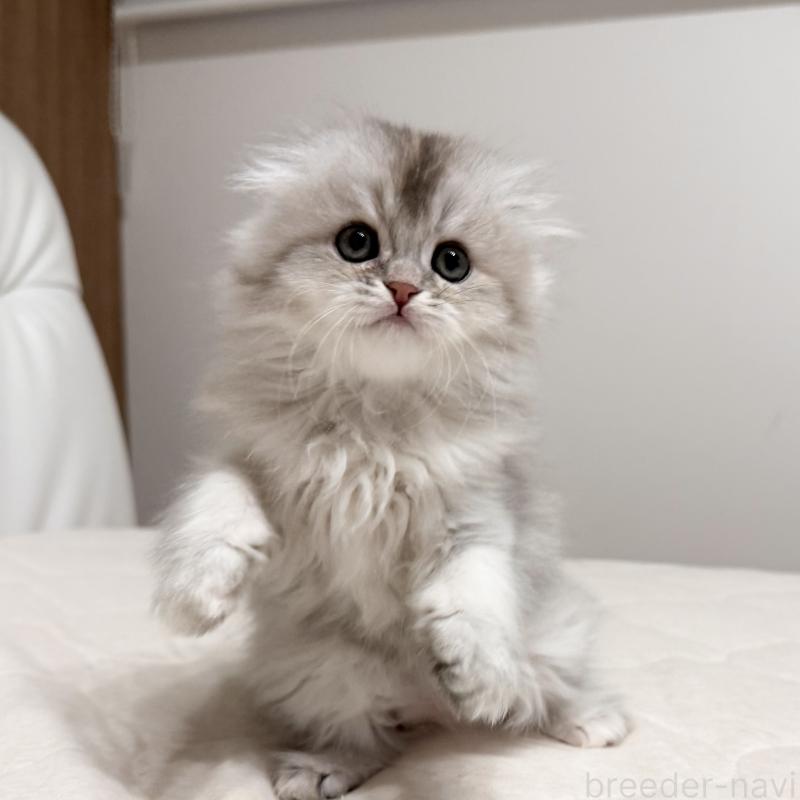 販売中の福岡県のスコティッシュフォールド(折れ耳)-135235の4枚目