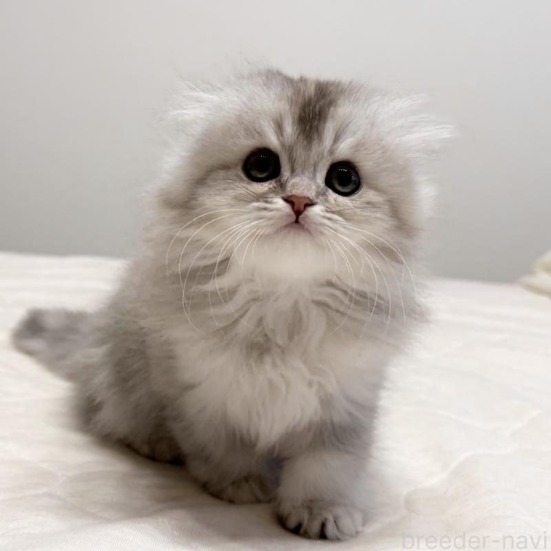 販売中の福岡県のスコティッシュフォールド(折れ耳)-135235の3枚目